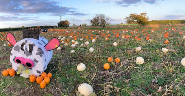 Coleby PYO Pumpkins