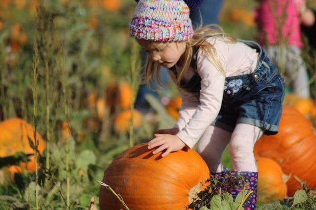 Bell's Pumpkin Patch Lincolnshire