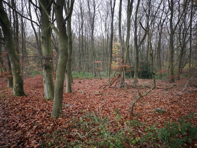 Tunman Wood, Lincolnshire