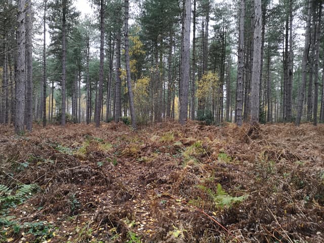 Stapleford Woods, Lincolnshire